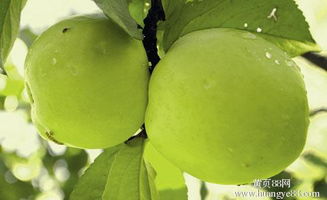 俄羅斯進(jìn)口水果 寒冷國(guó)度出產(chǎn)的意外美味